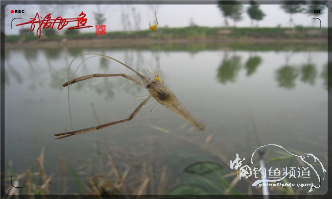 马踏湖国家湿地公园远足,马踏湖国家湿地公园游览路线