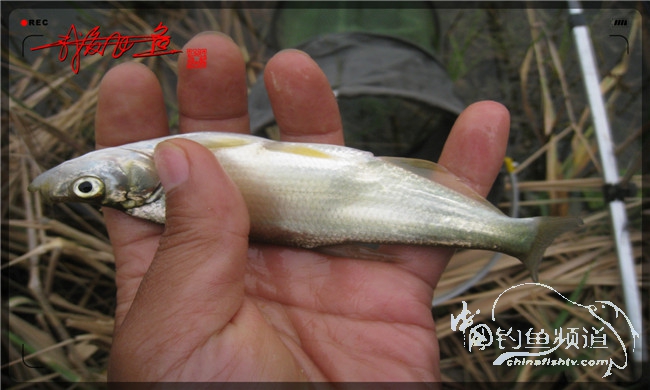 马踏湖国家湿地公园远足,马踏湖国家湿地公园游览路线