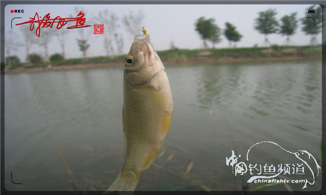 马踏湖国家湿地公园远足,马踏湖国家湿地公园游览路线