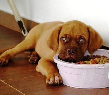 狗狗最近不怎么吃狗粮是什么原因,狗狗不吃狗粮大家都怎么纠正的