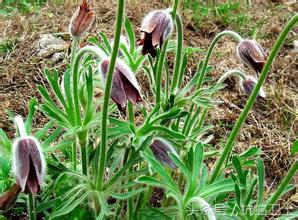 直肠癌出虚汗吃什么药,直肠癌晚期为什么口渴得厉害