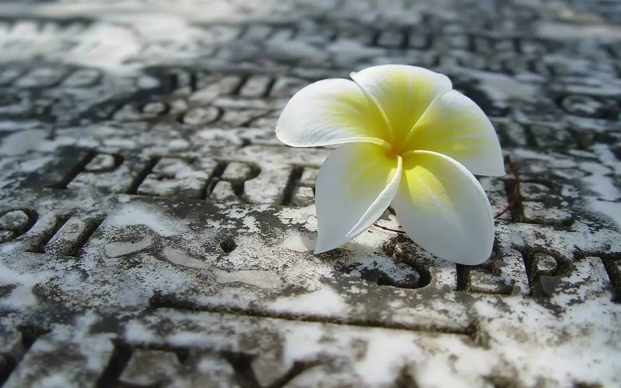 植物果实怎么分类,植物果实的分类