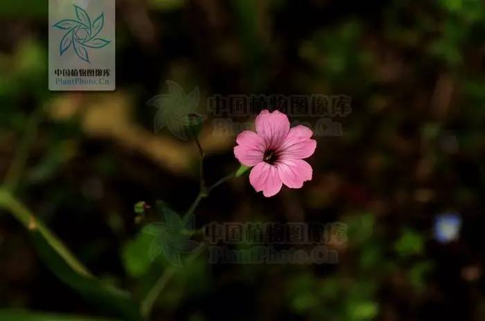 植物果实怎么分类,植物果实的分类