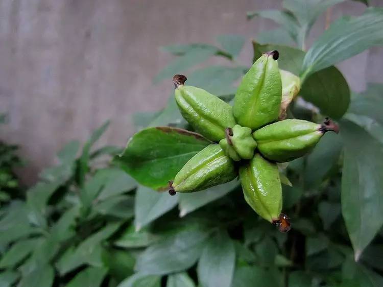 植物果实怎么分类,植物果实的分类