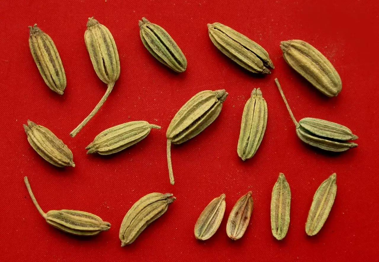 植物果实怎么分类,植物果实的分类