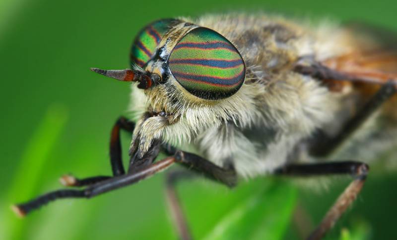 牛虻人畜皆害的吸血虫,遇见吸血虫牛虻怎么办