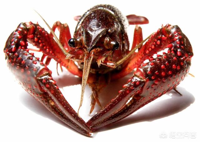 湾塘谷小龙虾报价,小龙虾养殖技术一亩地多少利润