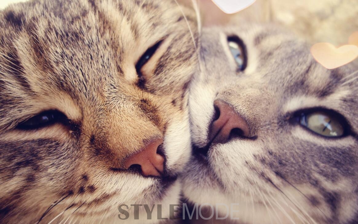 找到人生中的另一半概率,theone感受