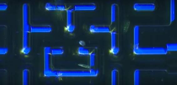 居然有人收集了一群微生物来玩《吃豆人》