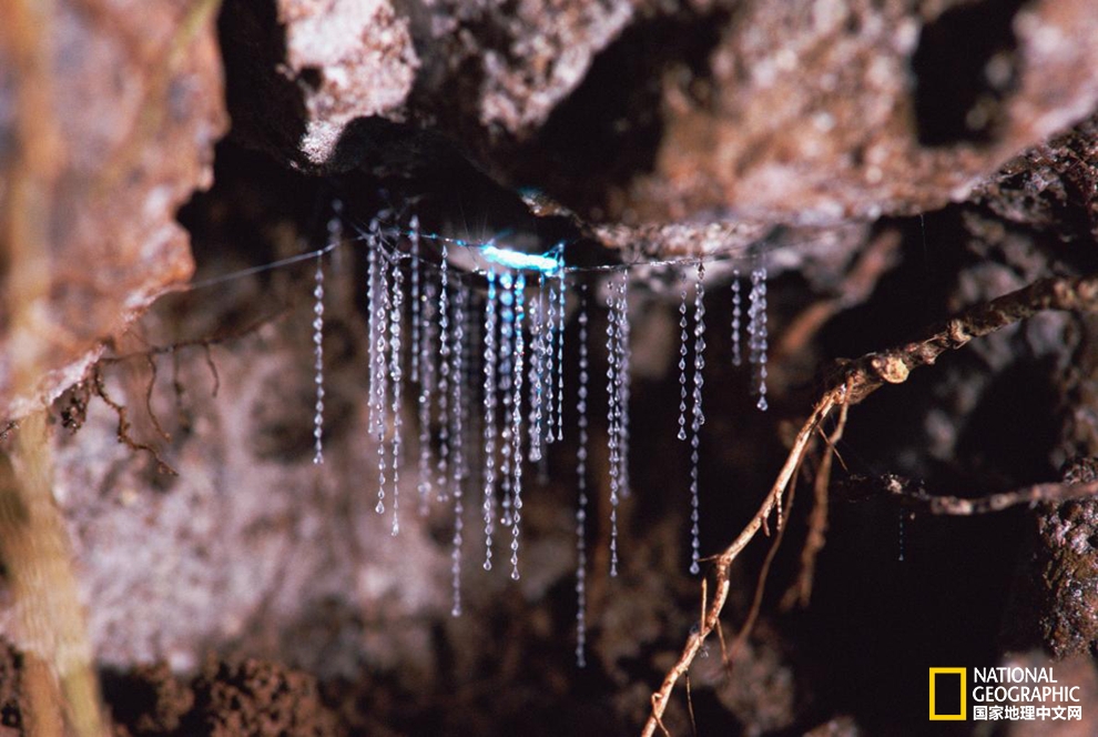 萤火虫发光的奥秘视频,萤火虫发光的奥秘图片