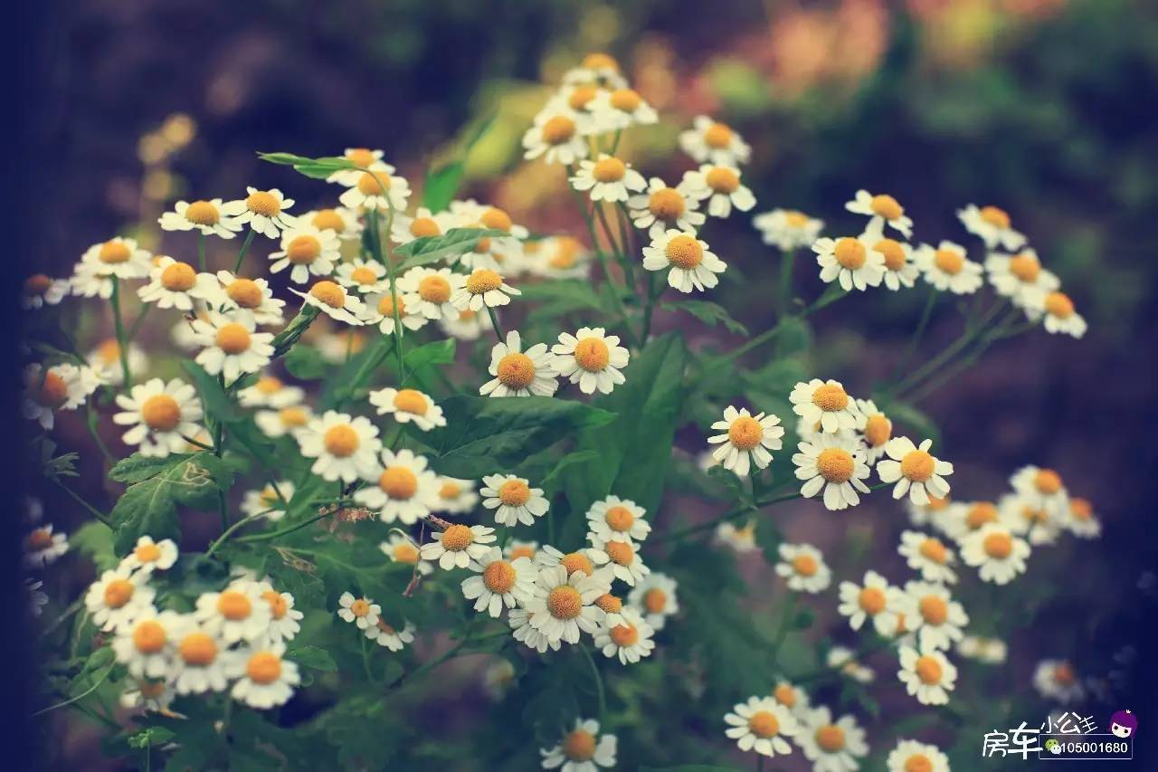 房车小公主环球旅行日记,房车小公主的环球旅行