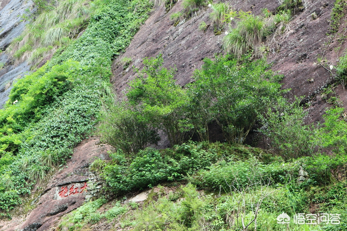 老杨说茶最新视频,华源武夷山岩茶大红袍怎么样
