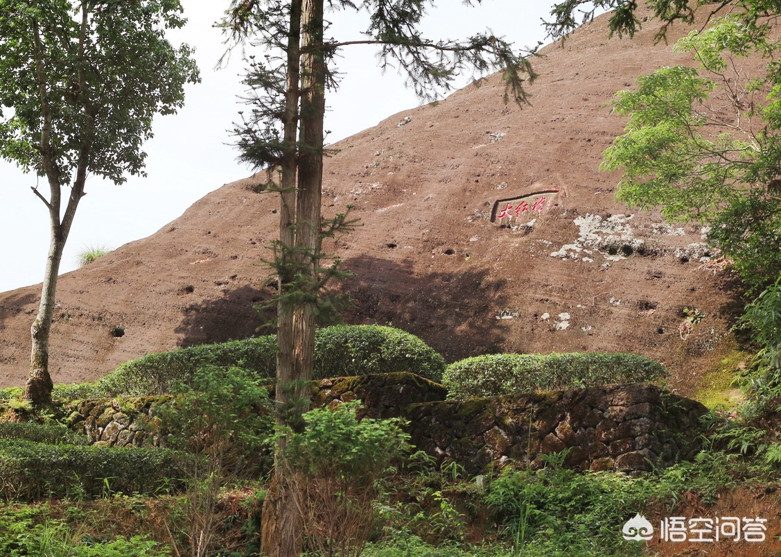 老杨说茶最新视频,华源武夷山岩茶大红袍怎么样