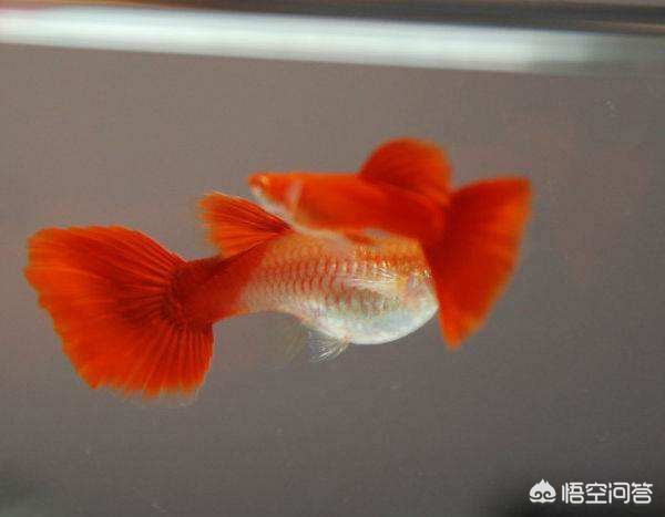 孔雀鱼苗怎么控制针尾出现,小孔雀鱼苗针尾病特效方法