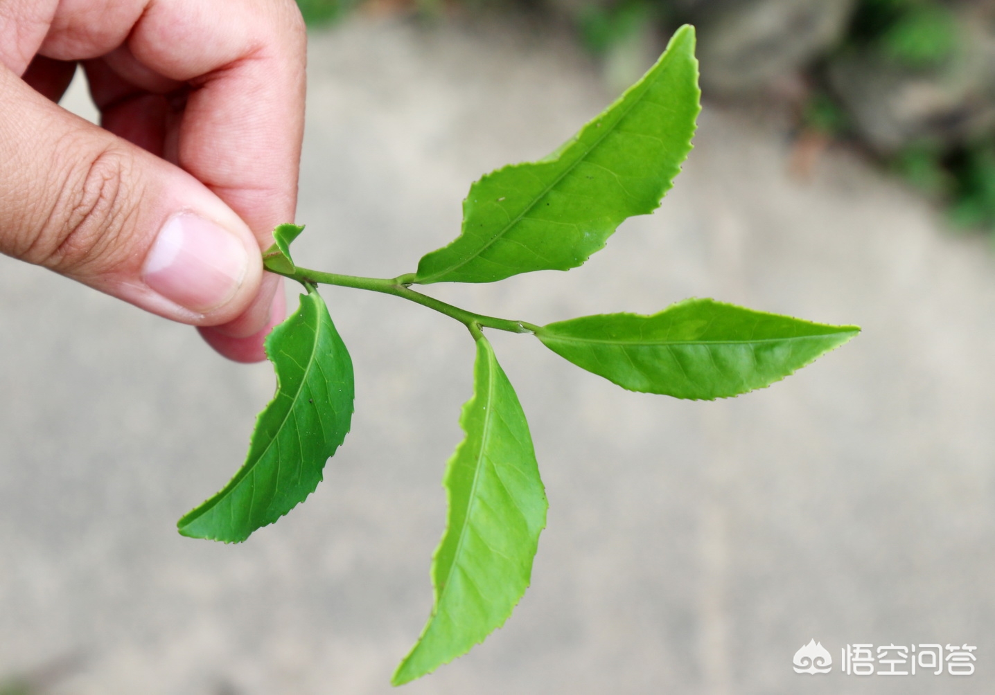 老杨说茶最新视频,华源武夷山岩茶大红袍怎么样