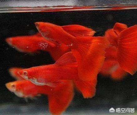 孔雀鱼苗怎么控制针尾出现,小孔雀鱼苗针尾病特效方法