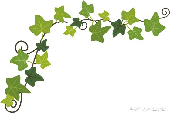 中国犬种第二弹这是属于它们的帅气