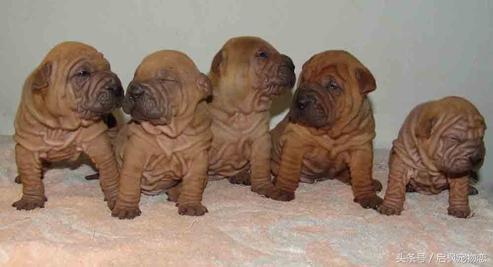 中国犬种第二弹这是属于它们的帅气