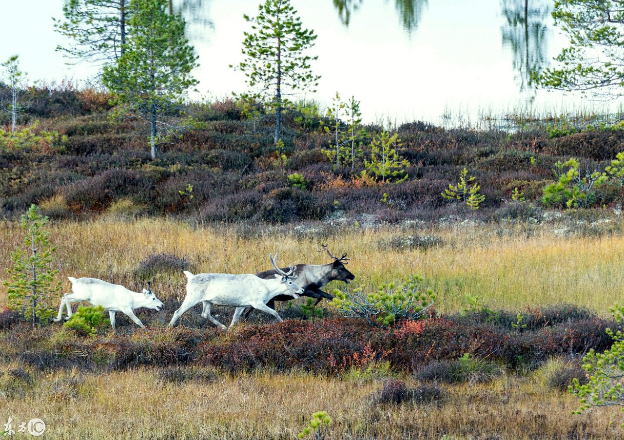 俄罗斯,汉特-曼西自治俄克拉荷马州风光,来呢就不想走的地方