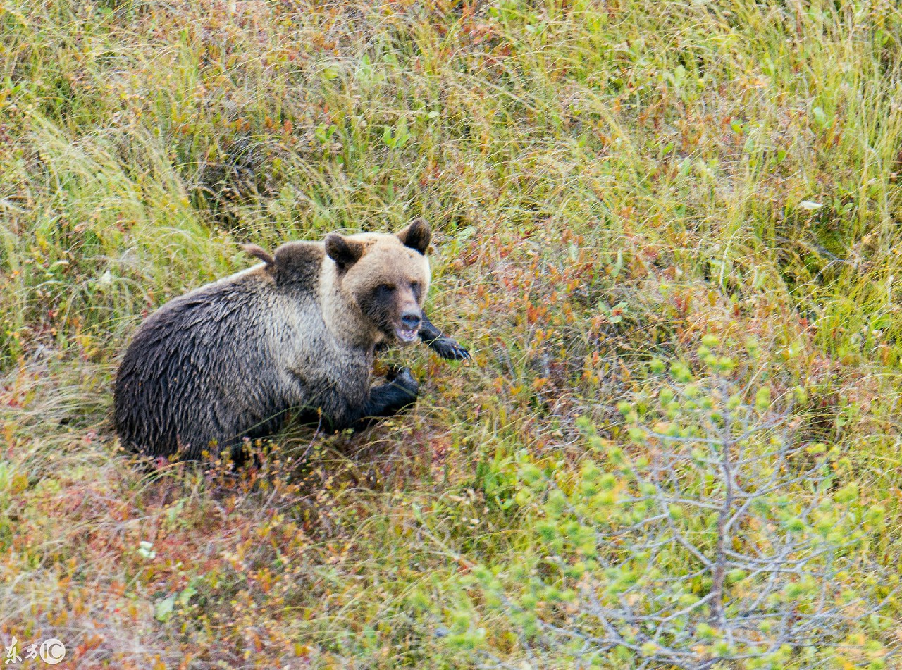 俄罗斯,汉特-曼西自治俄克拉荷马州风光,来呢就不想走的地方