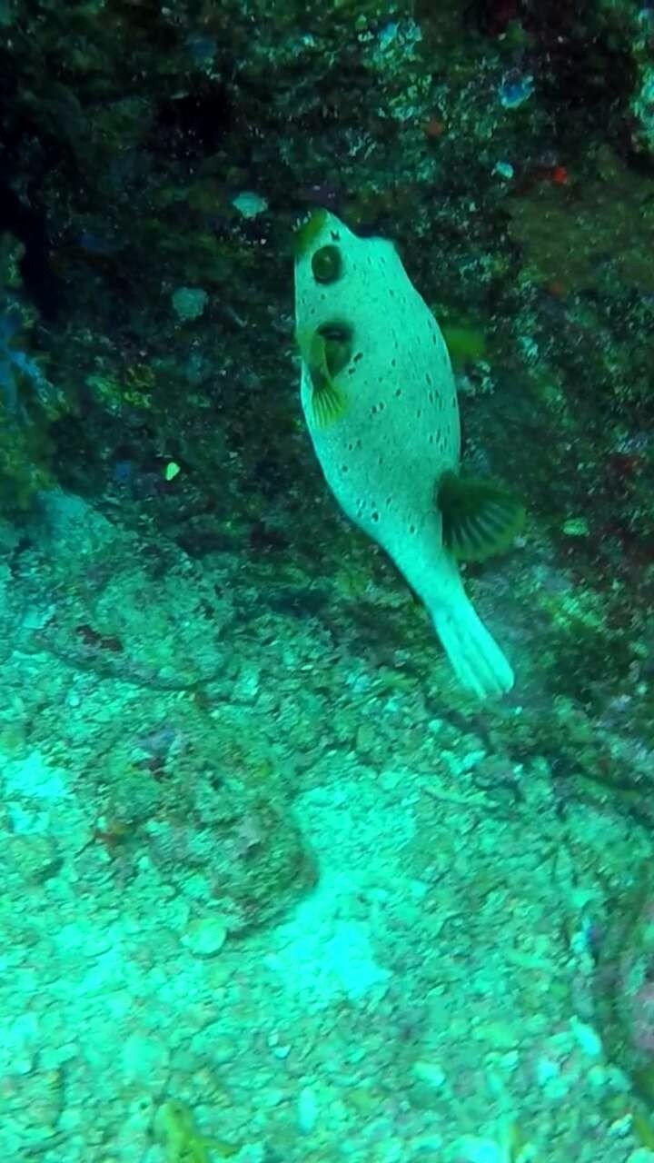 普吉岛斯米兰浮潜拍摄,普吉岛斯米兰游艇