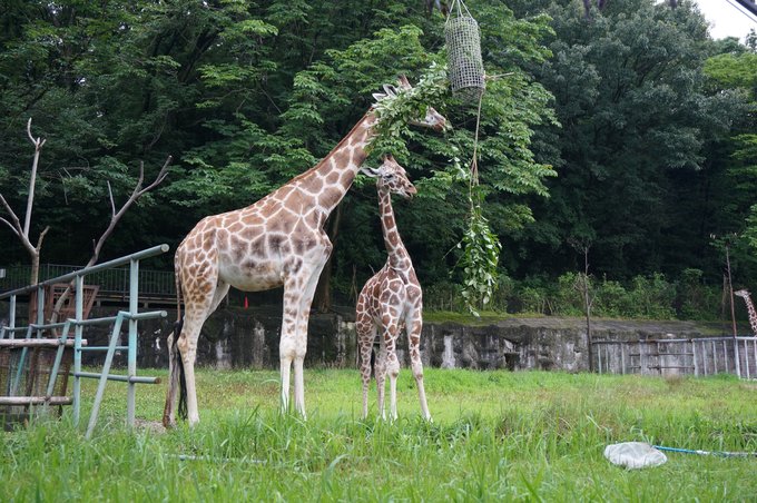 一个人的旅行东京,一个人的名古屋