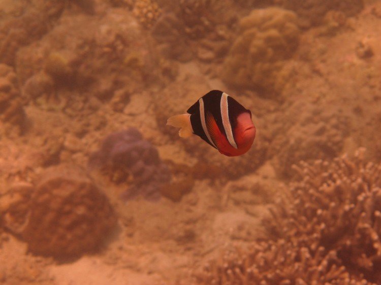 芽庄旅游落地签证注意事项,芽庄旅游签证办理流程及费用