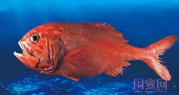 珀莱雅海洋安瓶,珀莱雅全新海洋安瓶