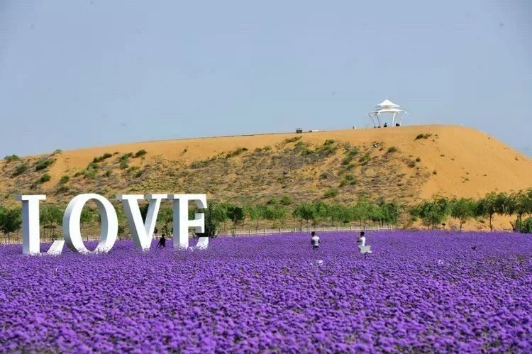 东方普罗旺斯紫色花海,普罗旺斯绚丽花海