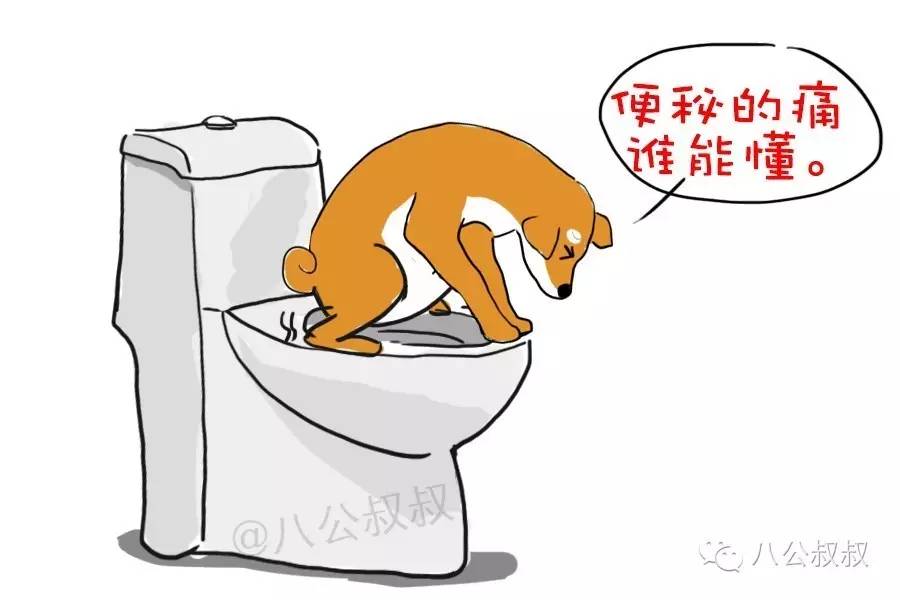 狗狗常见的胃肠道疾病,狗狗自测肠胃炎最简单的方法