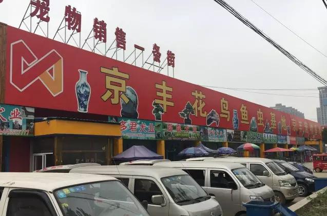 华北最大宠物市场—通州梨园狗市退市，商户进驻燕郊京丰宠物基地