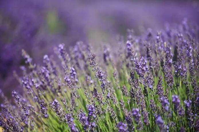 东方普罗旺斯紫色花海,普罗旺斯绚丽花海