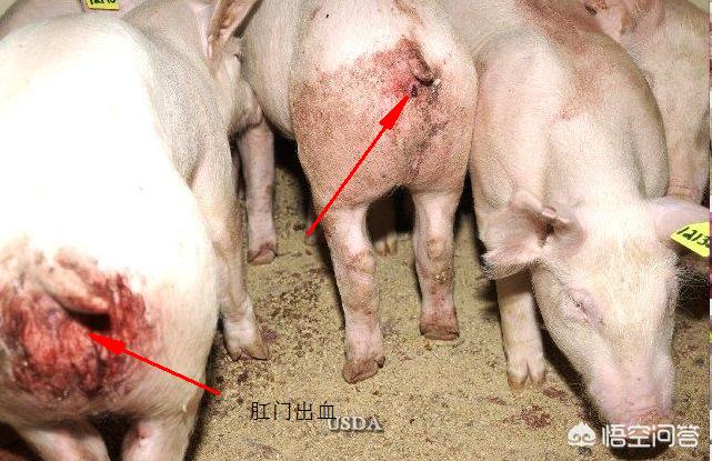 非洲猪瘟的具体临床症状和病理病变「多图」