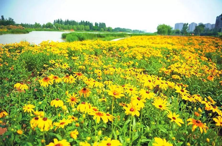 东方普罗旺斯紫色花海,普罗旺斯绚丽花海