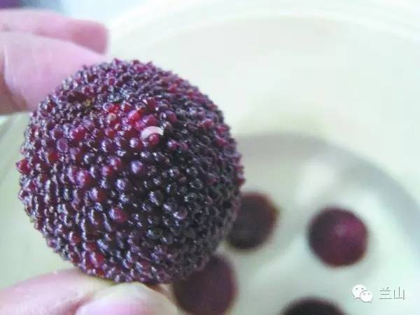 水果招的小飞虫会自己消失吗,水果烂了招来的小飞虫怎么灭杀