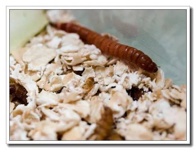 面包虫活饵购买网站,面包虫活饵盒装