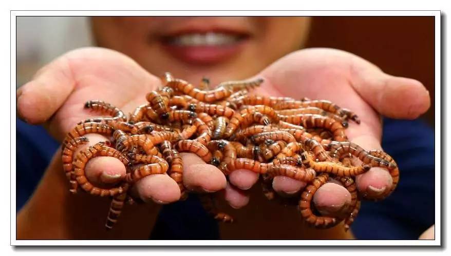 面包虫活饵购买网站,面包虫活饵盒装
