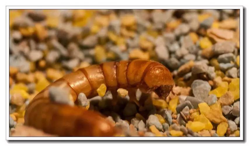 面包虫活饵购买网站,面包虫活饵盒装