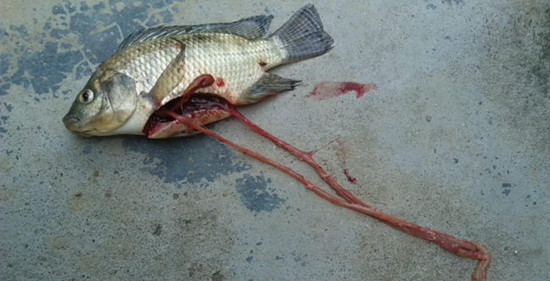 高温罗非鱼链球菌病多发咋整,罗非鱼链球菌病耐药怎么治