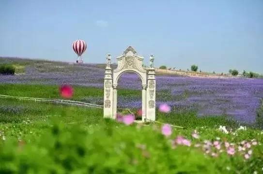 东方普罗旺斯紫色花海,普罗旺斯绚丽花海