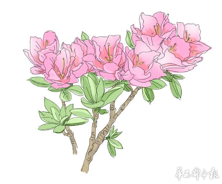 川农大教授李梅推荐“省树”“省花”：最爱杜鹃和杉树