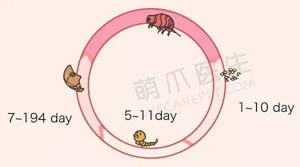 宠物除蚤除螨,有跳蚤用什么药