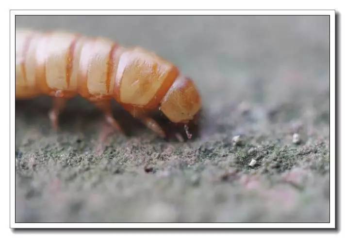 面包虫活饵购买网站,面包虫活饵盒装