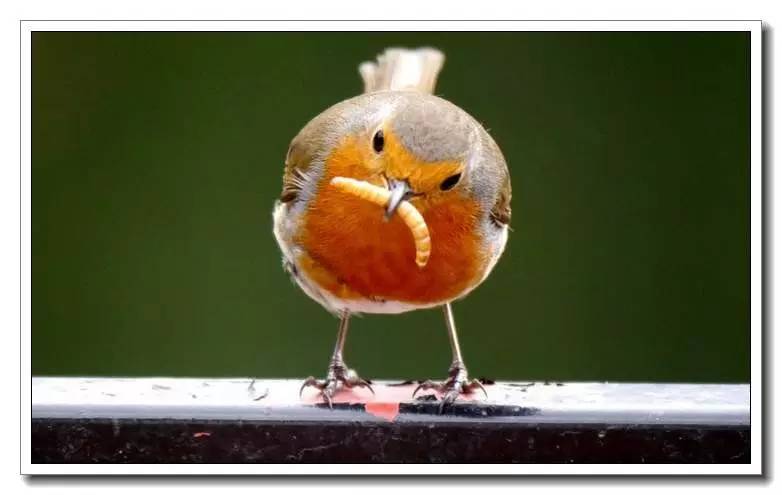 面包虫活饵购买网站,面包虫活饵盒装