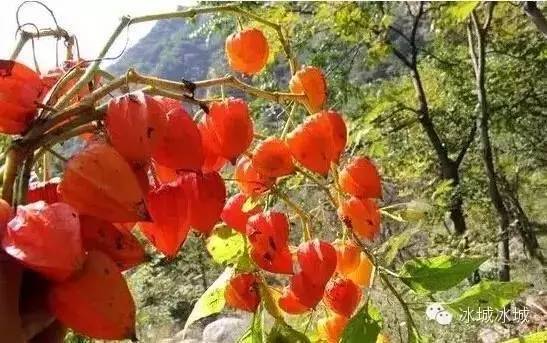 吉林人看到肯定淌哈喇子!这些好东西可能老多年没吃到了