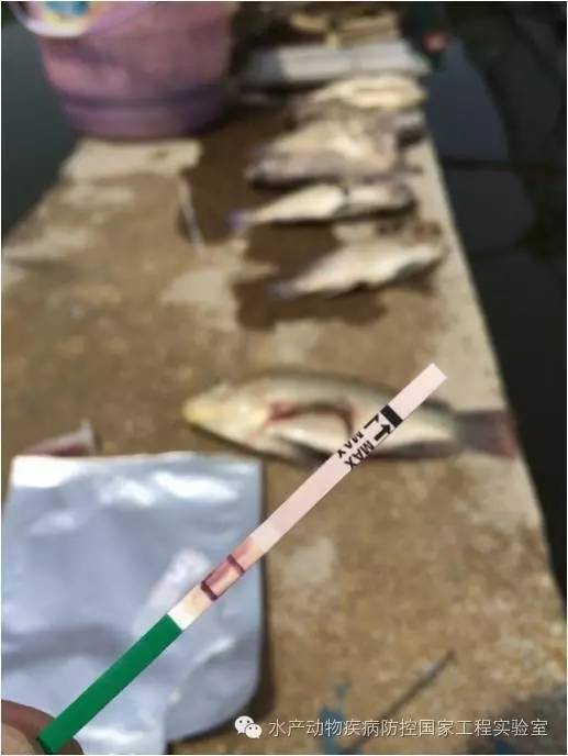 高温罗非鱼链球菌病多发咋整,罗非鱼链球菌病耐药怎么治