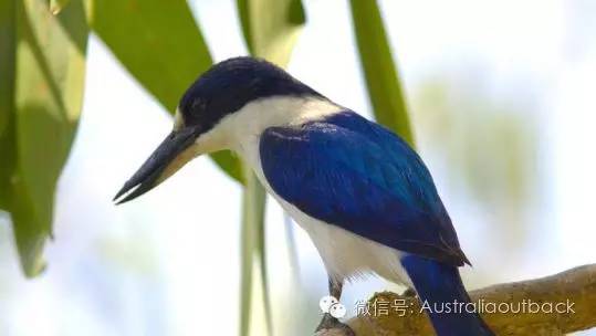 澳洲维珍航空和澳洲航空,澳洲维珍航空商务舱墨尔本飞悉尼