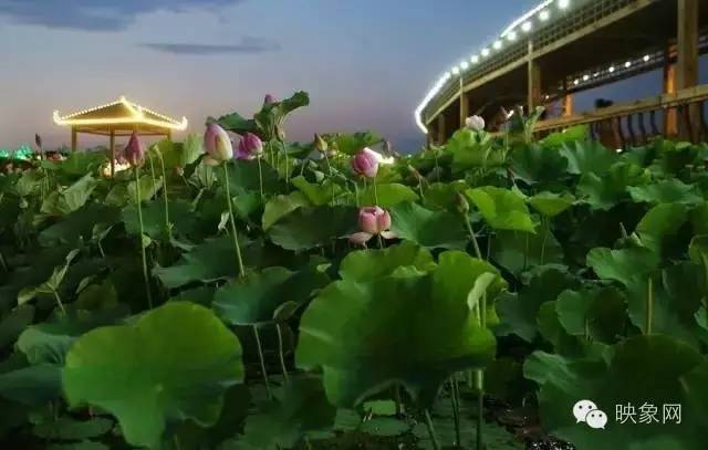 河南赏荷花旅游好去处,河南最美荷花是哪里的景点