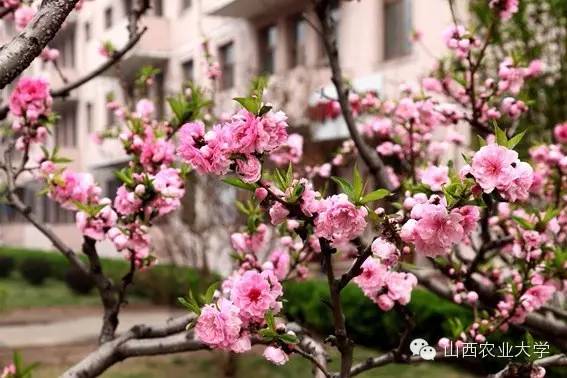 在山西农业大学有哪些学院呢？学院又是如何规划的呢?戳图文查看