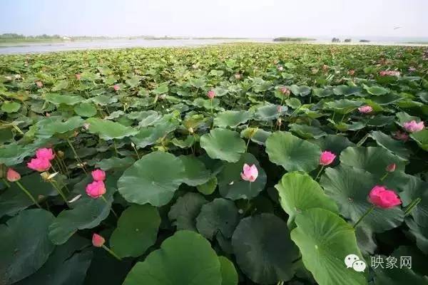 河南赏荷花旅游好去处,河南最美荷花是哪里的景点
